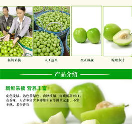 元謀鮮果香 蜜棗與大青棗，品味云南的陽光味道