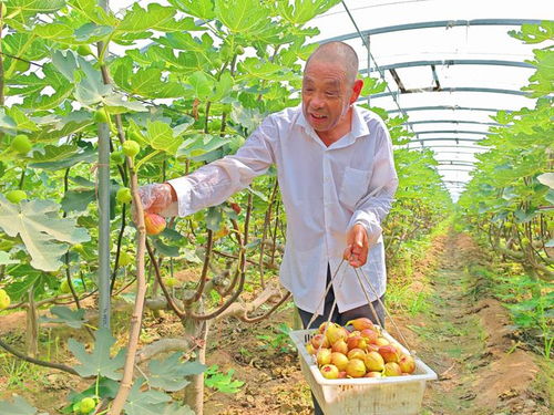 河北望都 種下無花果，結出“致富果”