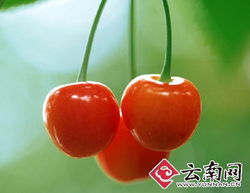 干旱減產致云南本地水果價格攀升，新鮮零售市場迎來挑戰