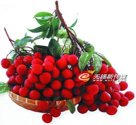 警惕“冰水”荔枝貓膩，選購新鮮水果需擦亮眼